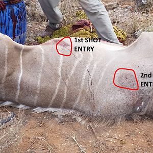 Kudu Hunt Shot Placement