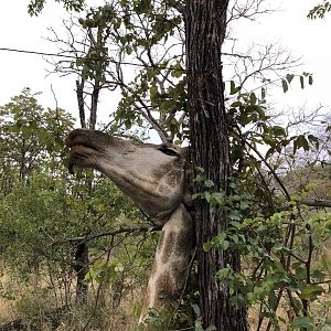 Giraffe trapped in snare Zimbabwe