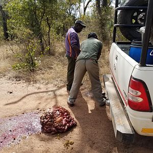 Baiting for Hyena Zimbabwe