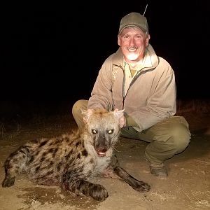 Spotted Hyena Hunting Zimbabwe