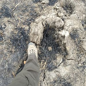 Hippo Tracks Zambia