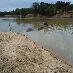 Recovering Hippo from the water Zambia