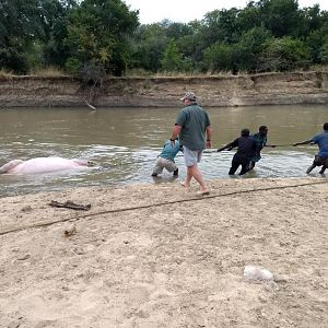 Recovering Hippo from the water Zambia