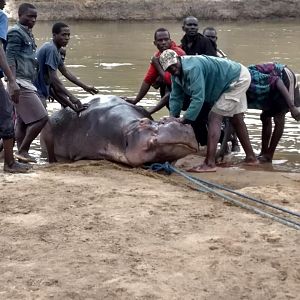 Recovering Hippo from the water Zambia