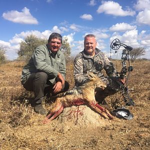 Namibia Bow Hunt Jackal