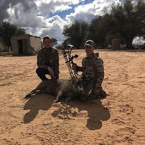 Warthog Bow Hunting Namibia