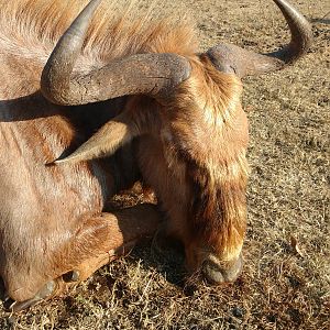 Golden Wildebeest Hunt South Africa