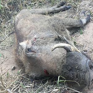 Warthog Hunt Zimbabwe