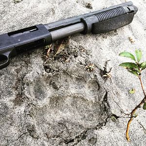 Mossberg 12ga 590A1 14 with the track of a bear