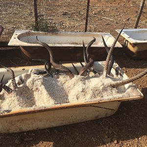 Trophies in bath of salt