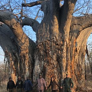 Boabab Tree in Zimbabwe