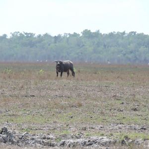 Asiatic Water Buffalo Australia