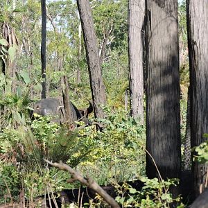 Asiatic Water Buffalo Australia