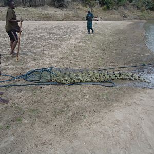 Zambia Hunting Crocodile