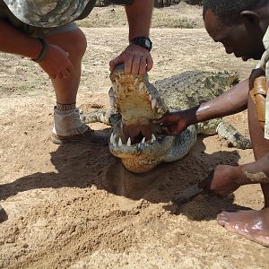 Crocodile Hunt Zambia