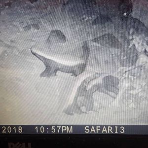 Trail Cam Pictures of African Honey Badger in South Africa