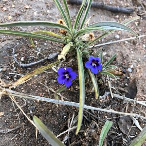 Plantlife Zimbabwe