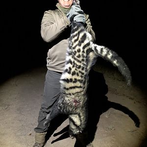 Hunting African Civet in Zimbabwe