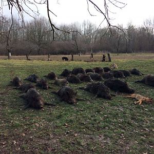 Hunting Wild Boar & Wold in Romania