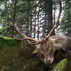 Romania Hunting Red Stag