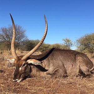 Waterbuck Hunt South Africa