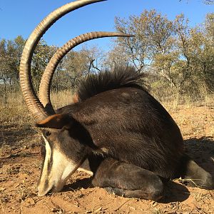 South Africa Hunt Sable Antelope