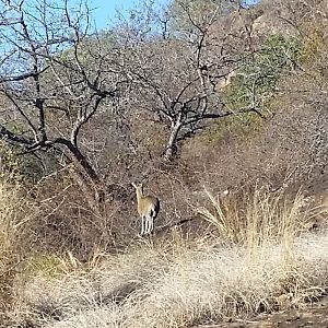 Klipspringer Zimbabwe