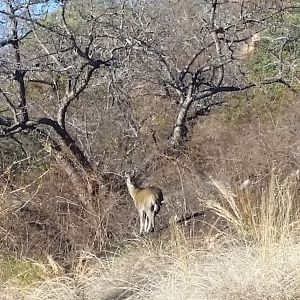 Klipspringer Zimbabwe