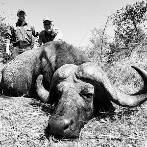Cape Buffalo Hunting Tanzania