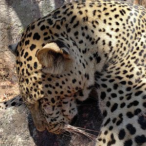 Hunt Leopard in Tanzania