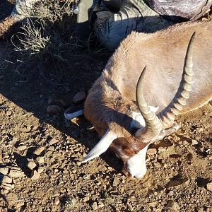 Hunt Blesbok in South Africa