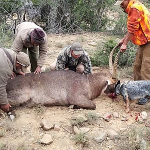 South Africa Hunt Waterbuck