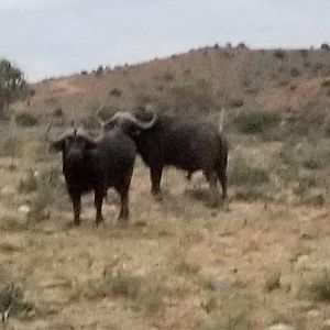 Cape Buffalo South Africa