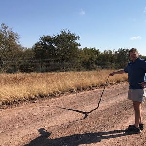 South Africa Hunt Black Mamba