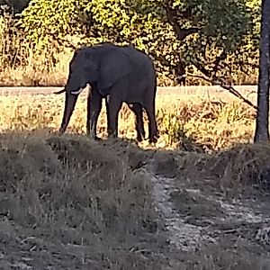 Elephant Zambia