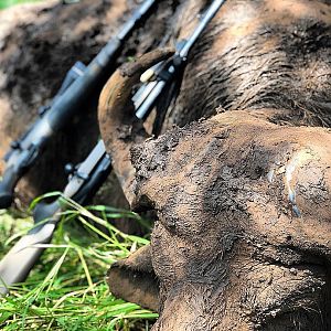 Hunting Cape Buffalo in Mozambique