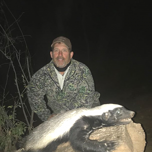 African Honey Badger Hunting South Africa