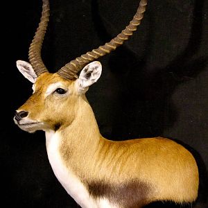 Red Lechwe Shoulder Mount Taxidermy