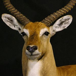 Red Lechwe Shoulder Mount Taxidermy