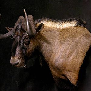 Black Wildebeest Shoulder Mount Taxidermy