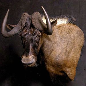 Black Wildebeest Shoulder Mount Taxidermy