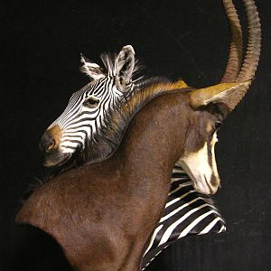 Sable & Zebra Pedestal Custom Base Taxidermy