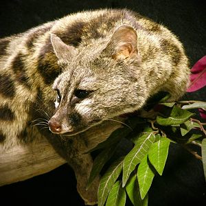 Genet Full Mount Taxidermy