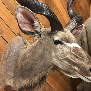 Kudu Shoulder Mount Taxidermy