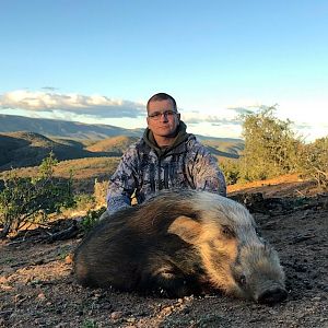 South Africa Hunt Bushpig