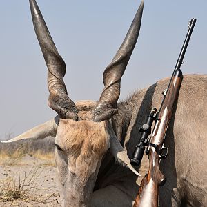 Botswana Hunt Eland