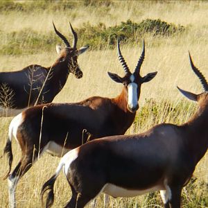 Blesbok South Africa