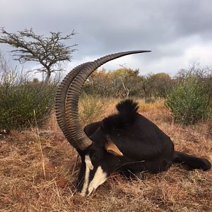 Sable Antelope Hunt South Africa