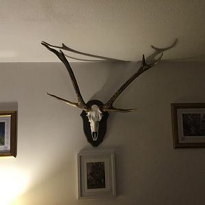 Sambar Deer European Skull Mount Taxidermy