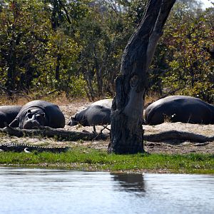 Hippo Botswana